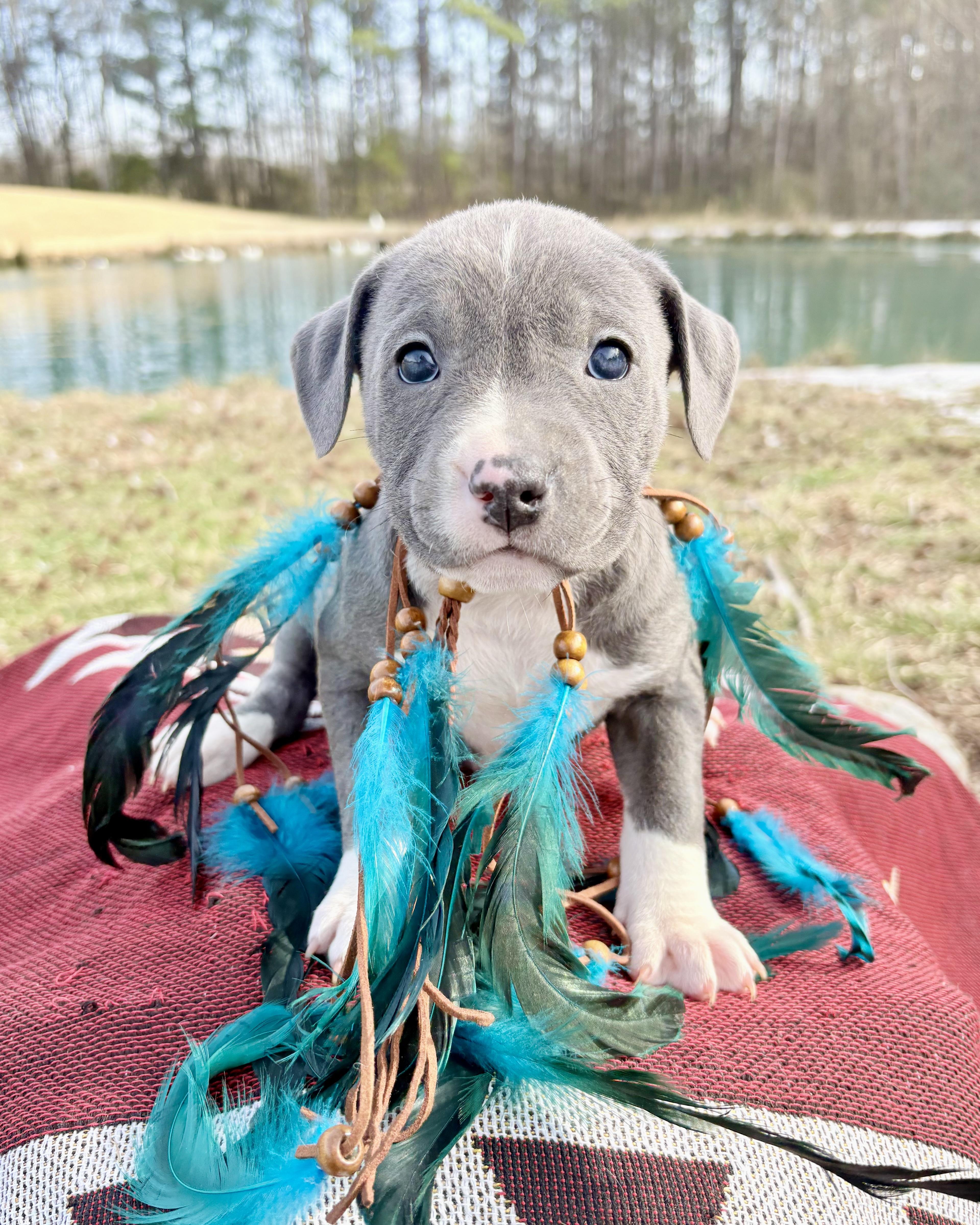 Enlarge Nova, an adopted mixed breed in Pittsboro, NC image 4/5
