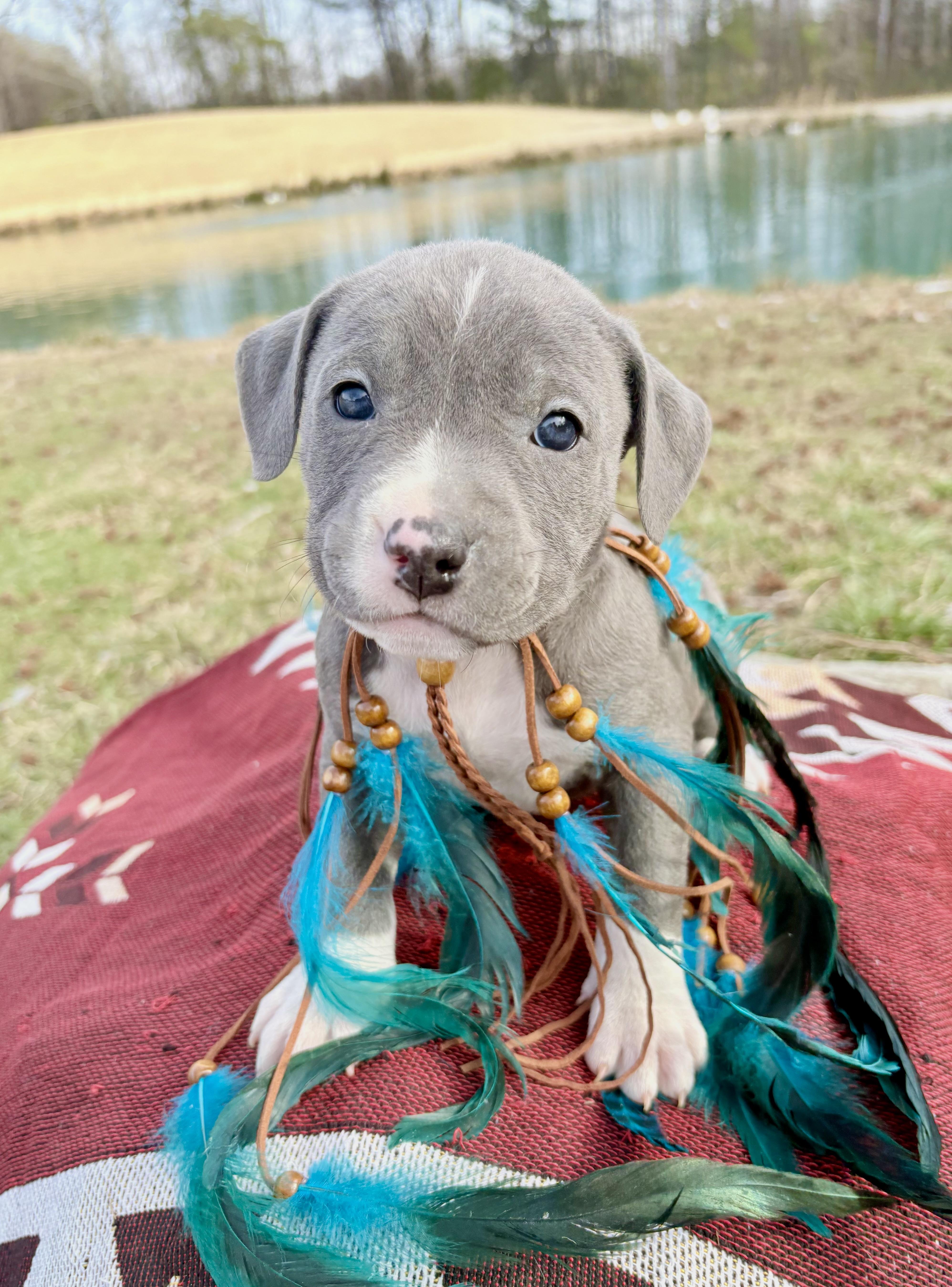 Enlarge Nova, an adopted mixed breed in Pittsboro, NC image 5/5