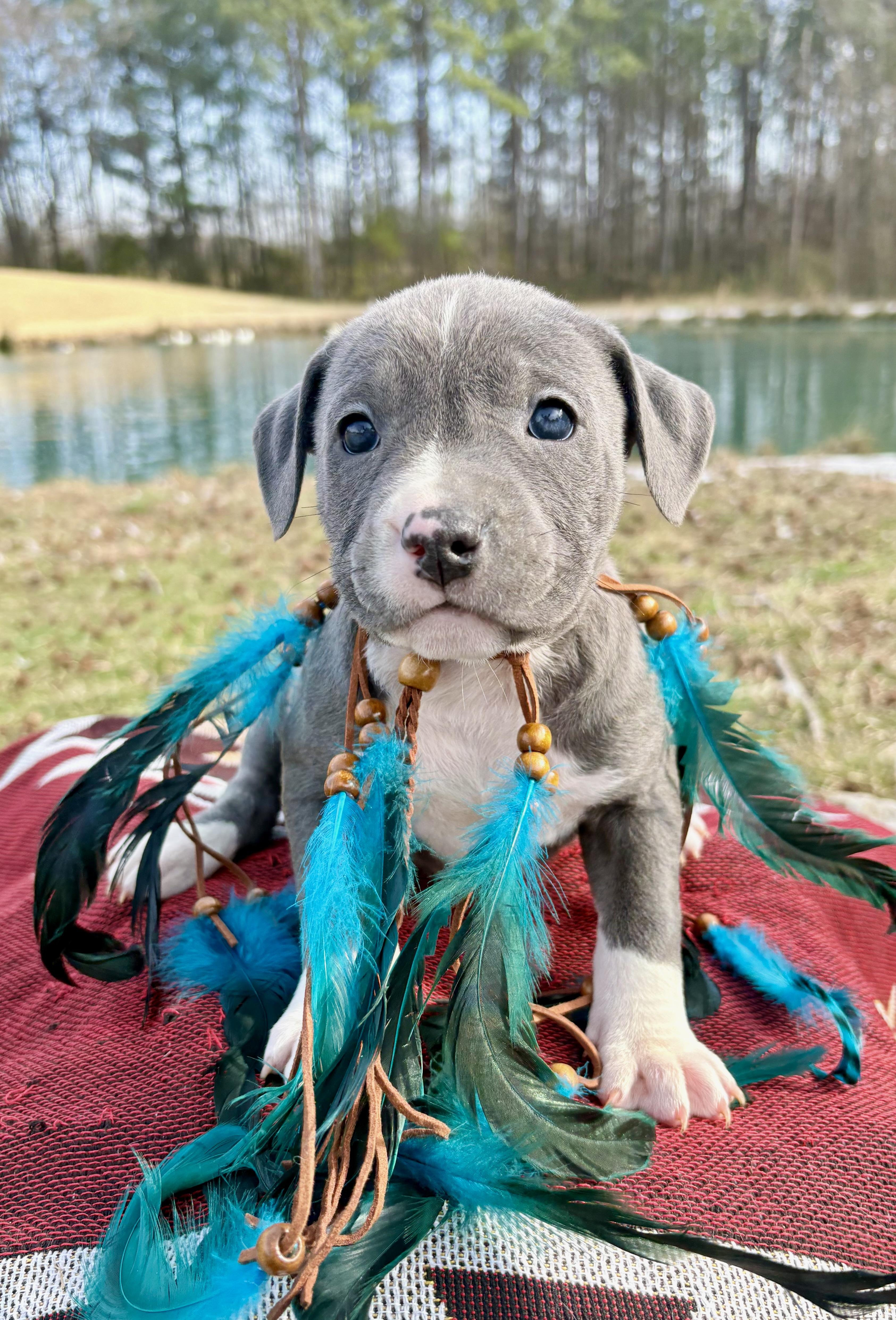 Enlarge Nova, an adopted mixed breed in Pittsboro, NC image 1/5