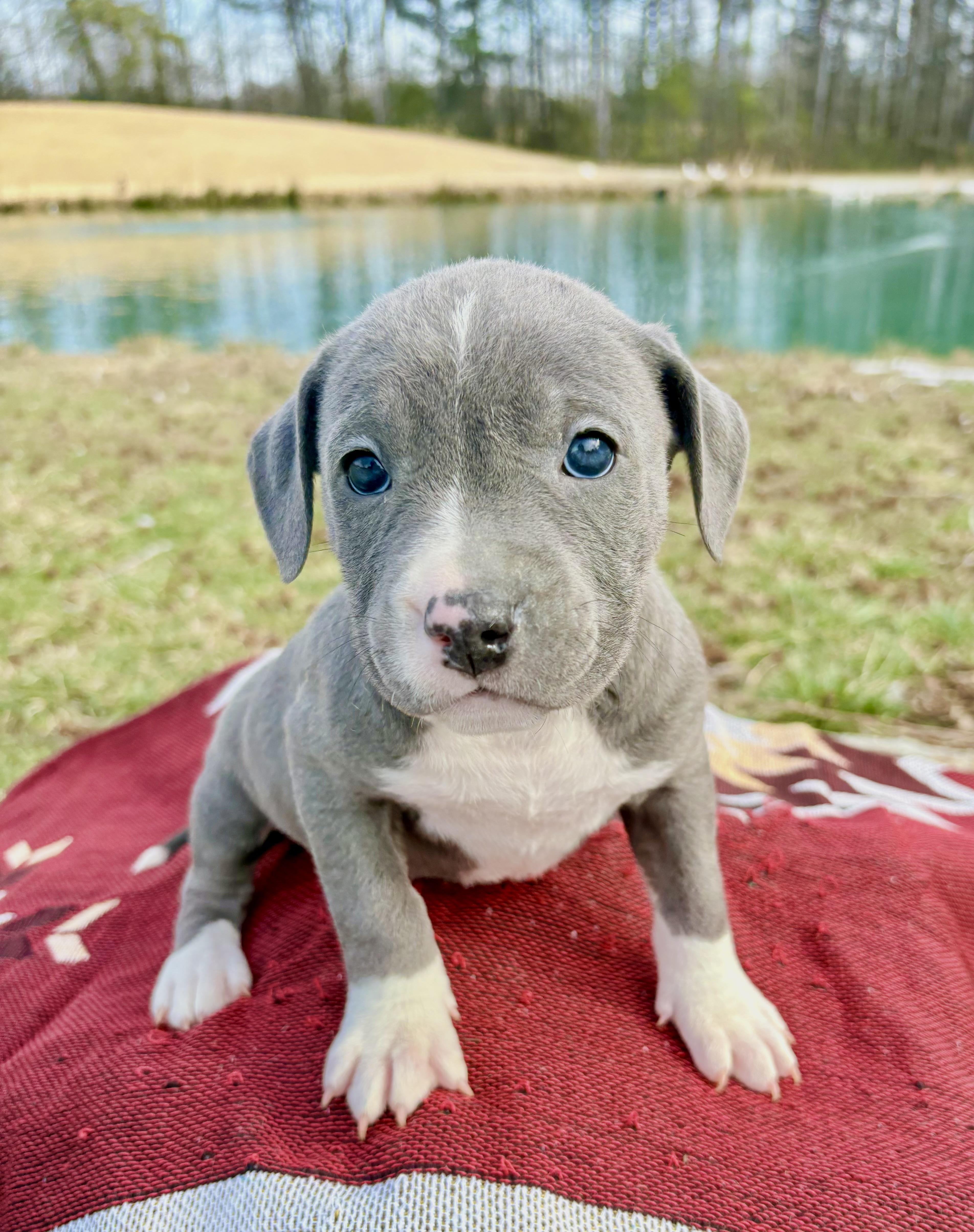Enlarge Nova, an adopted mixed breed in Pittsboro, NC image 2/5