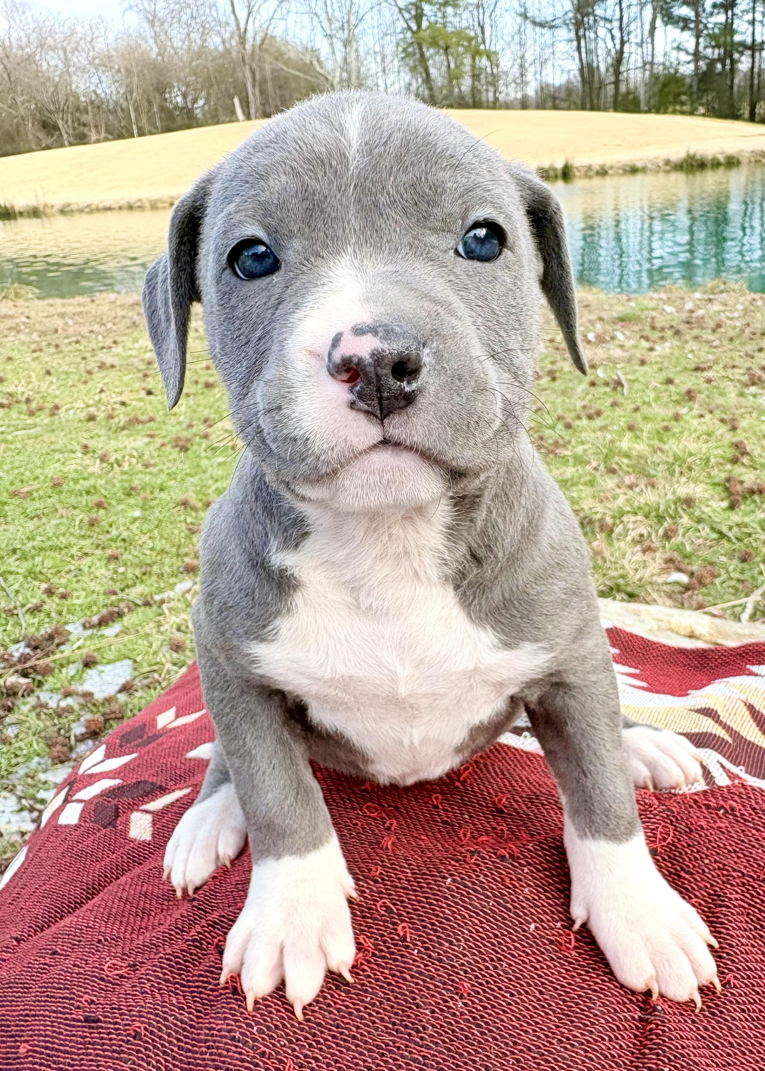 Enlarge Nova, an adopted mixed breed in Pittsboro, NC image 3/5
