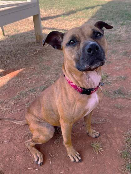 Enlarge Pumpkin, a Adoptable mixed breed in Cumming, GA image 2/5