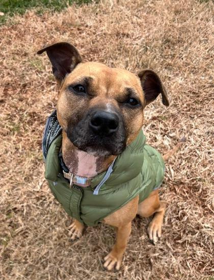 Pumpkin, a Adoptable mixed breed in Cumming, GA image 1/3