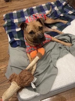 Enlarge Pumpkin, a Adoptable mixed breed in Cumming, GA image 4/5