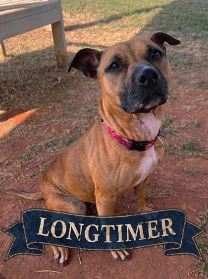 Pumpkin, a Adoptable mixed breed in Cumming, GA image 2/3