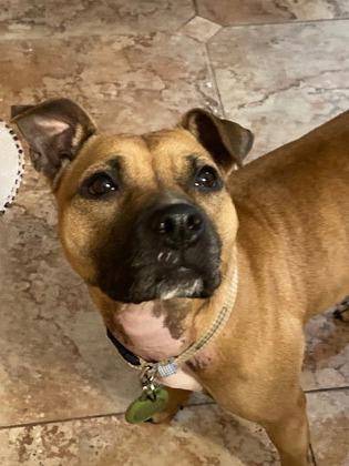 Enlarge Pumpkin, a Adoptable mixed breed in Cumming, GA image 5/5