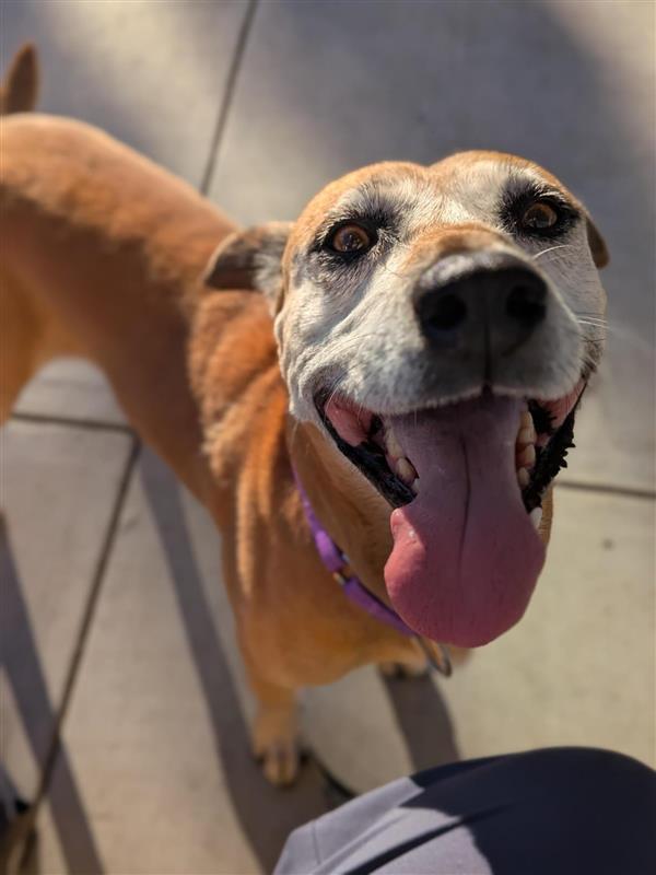 Mush Potato thumbnail 2