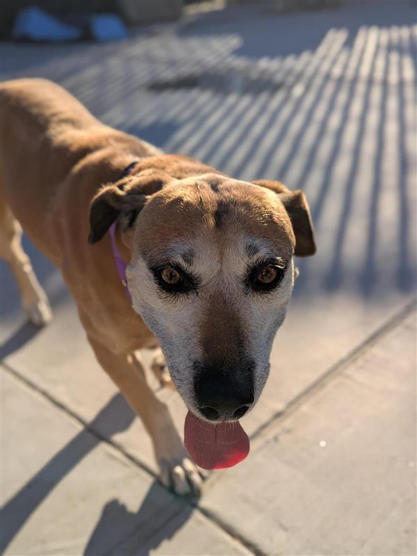 Mush Potato thumbnail 3