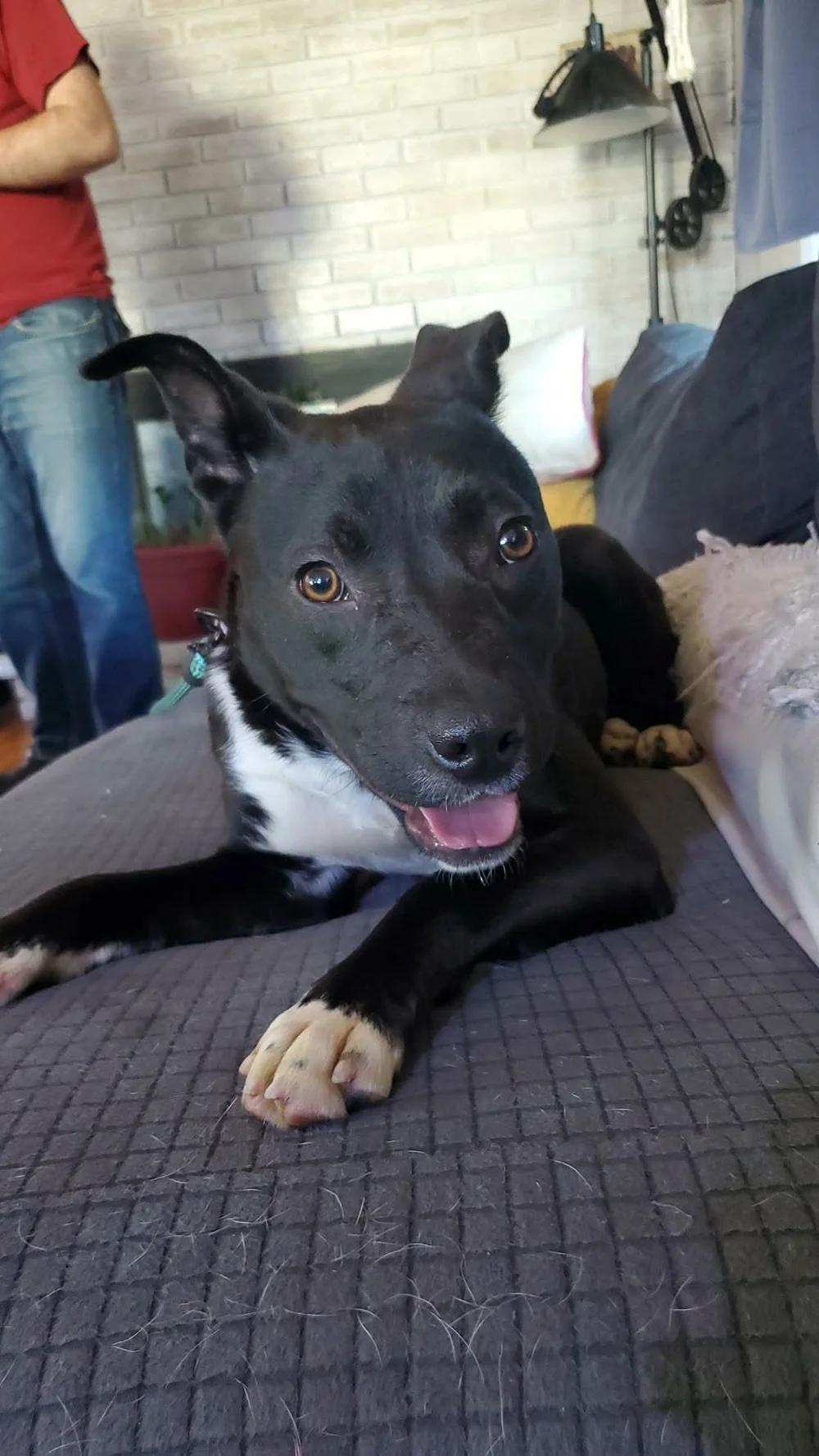 Benny - FKA Kader, ADOPTABLE, Young Male Pit Bull Terrier & Black Labrador Retriever.