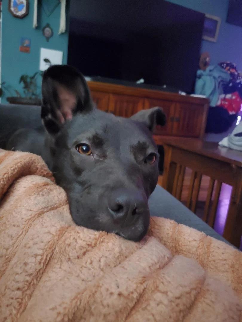 Enlarge Benny - FKA Kader, a ADOPTABLE mixed breed in Minneapolis, MN image 2/6