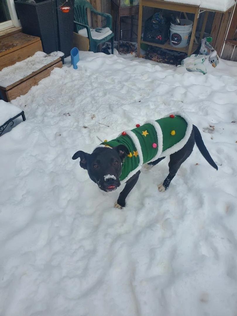 Enlarge Benny - FKA Kader, a ADOPTABLE mixed breed in Minneapolis, MN image 3/6