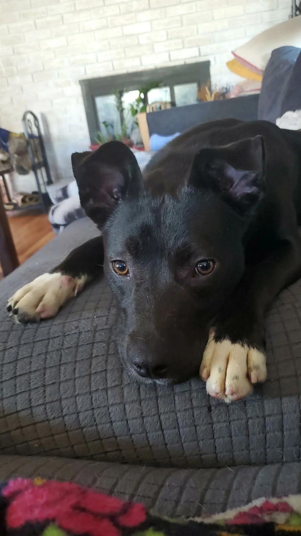 Enlarge Benny - FKA Kader, a ADOPTABLE mixed breed in Minneapolis, MN image 4/6