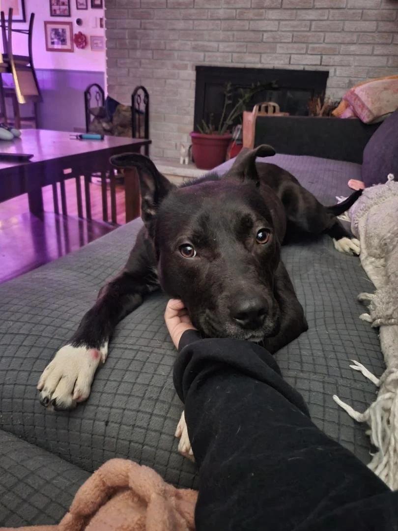Enlarge Benny - FKA Kader, a ADOPTABLE mixed breed in Minneapolis, MN image 5/6