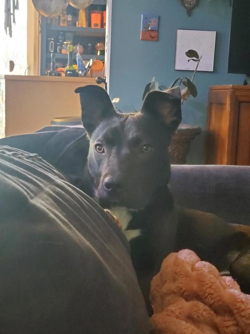 Enlarge Benny - FKA Kader, a ADOPTABLE mixed breed in Minneapolis, MN image 6/6