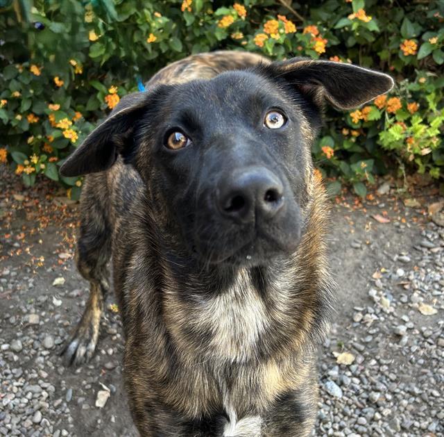 Enlarge DUTCHESS, a Adoptable Dutch Shepherd in Lodi, CA image 1/1