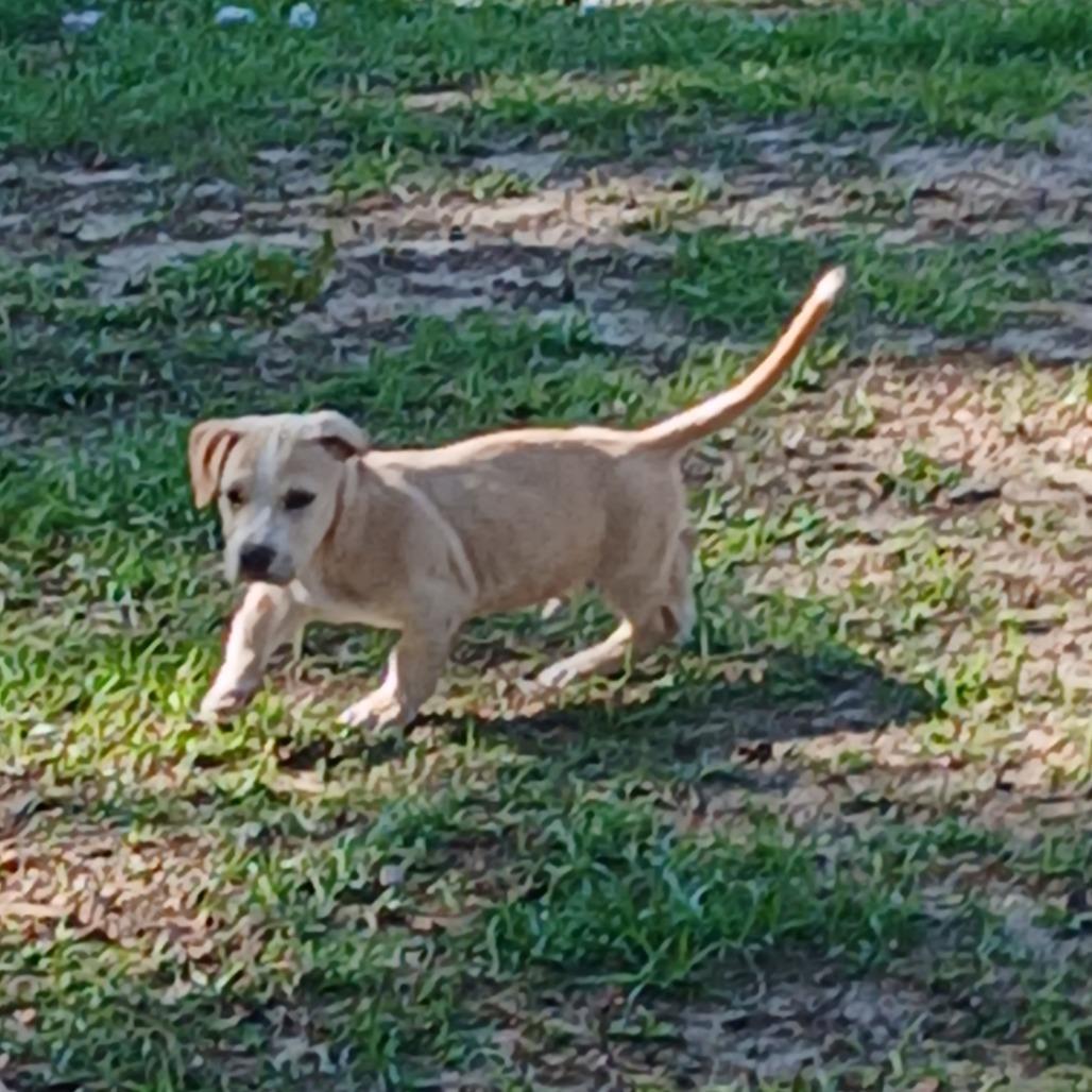 Enlarge Zamboni, a Adoptable Mixed Breed in Williston, FL image 1/6