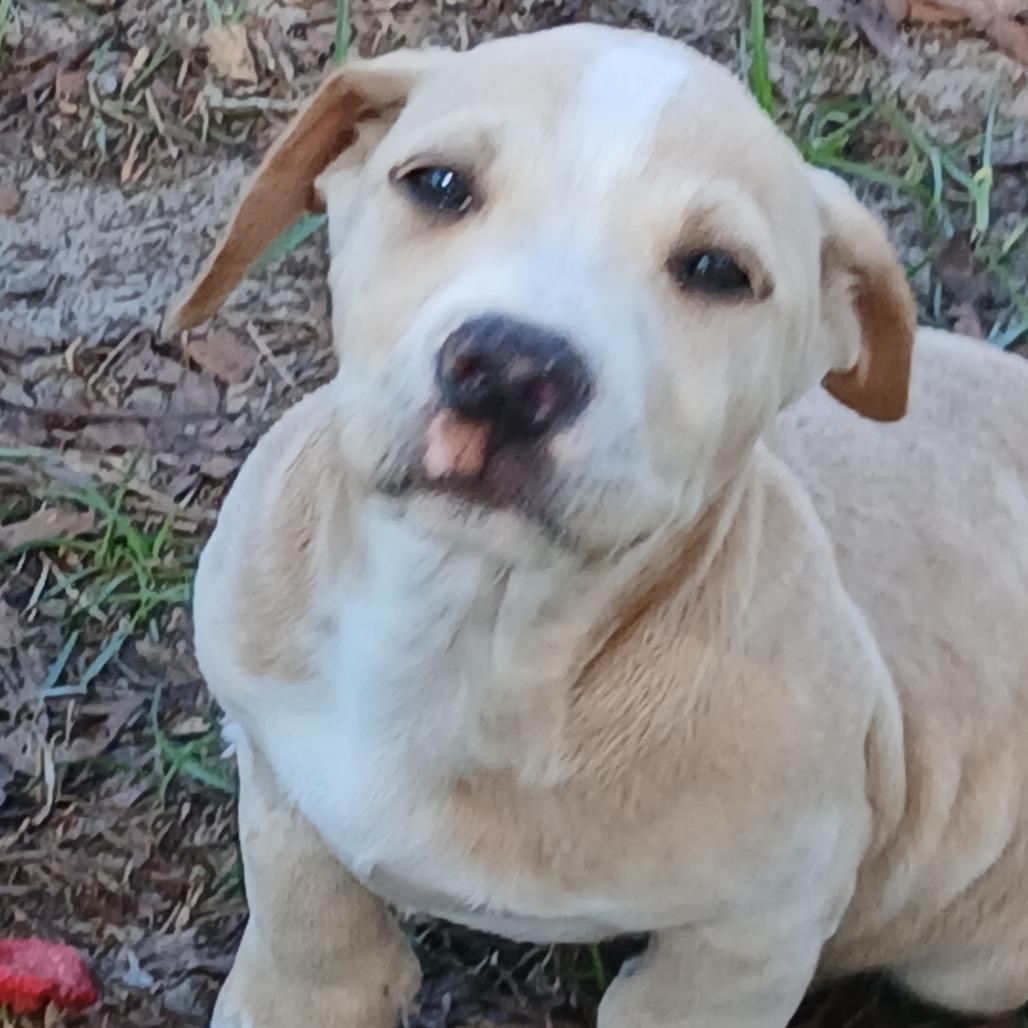 Enlarge Zamboni, a Adoptable Mixed Breed in Williston, FL image 2/6
