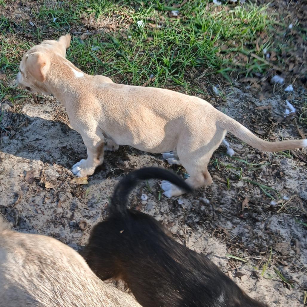 Enlarge Zamboni, a Adoptable Mixed Breed in Williston, FL image 3/6