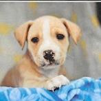 Enlarge Zamboni, a Adoptable Mixed Breed in Williston, FL image 4/6