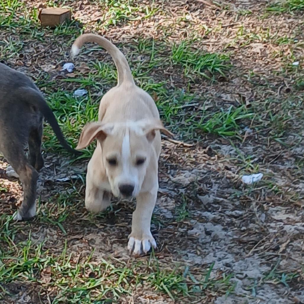 Enlarge Zamboni, a Adoptable Mixed Breed in Williston, FL image 5/6