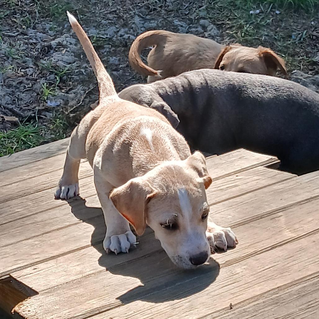 Enlarge Zamboni, a Adoptable Mixed Breed in Williston, FL image 6/6