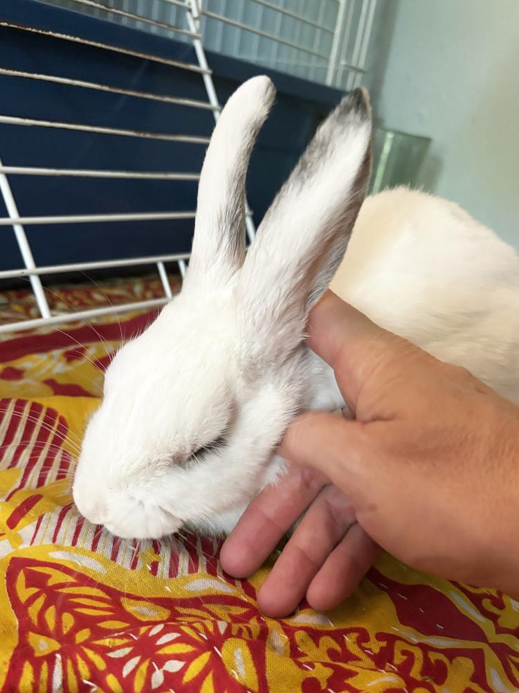 Taylor, Adoptable, Young Male Dwarf.