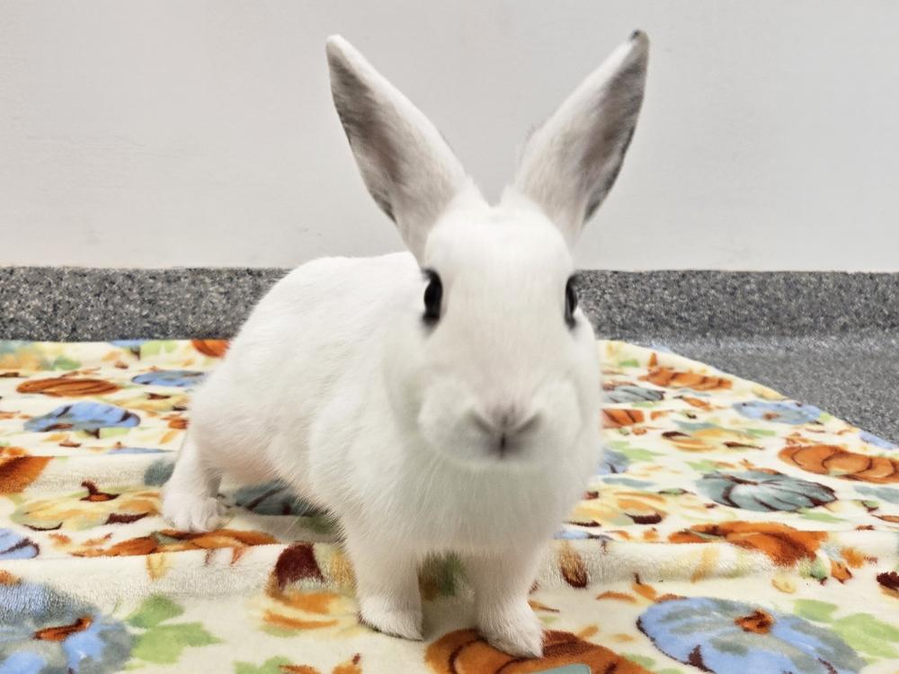 Enlarge Taylor, a Adoptable mixed breed in Westford, MA image 2/6