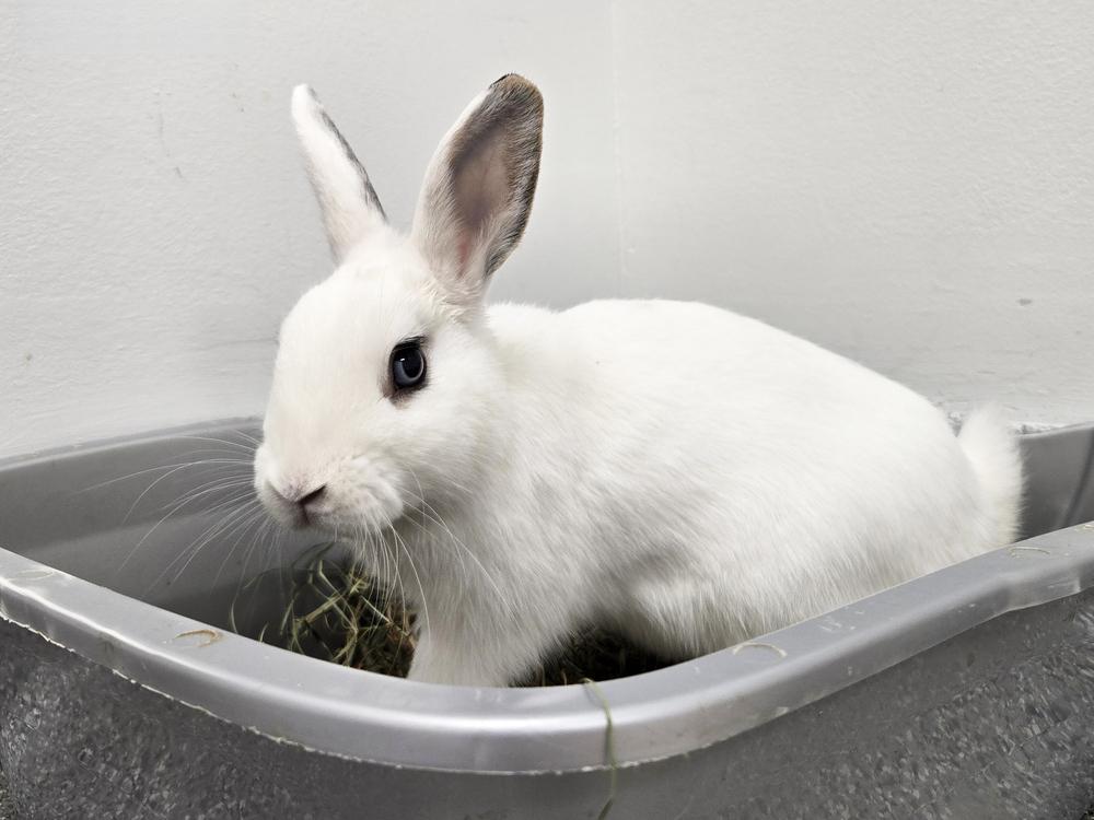 Enlarge Taylor, a Adoptable mixed breed in Westford, MA image 6/6