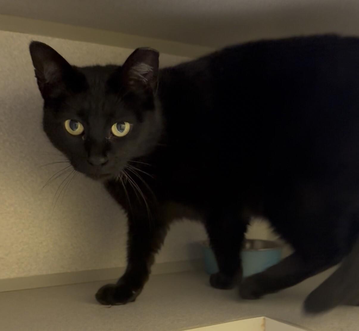 Artemis, a Adoptable mixed breed in Osseo, MI image 1/2