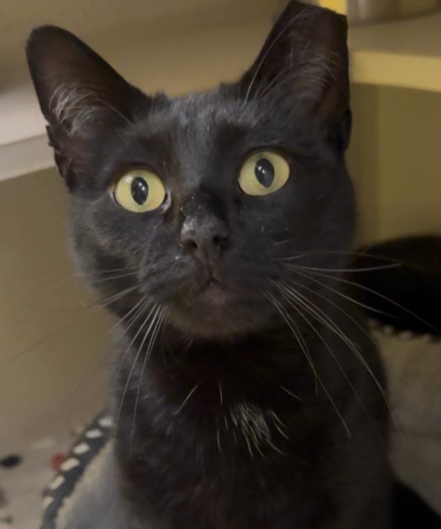 Artemis, a Adoptable mixed breed in Osseo, MI image 2/2
