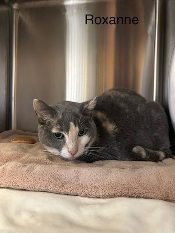 Roxanne, Adoptable, Adult Female Domestic Short Hair.