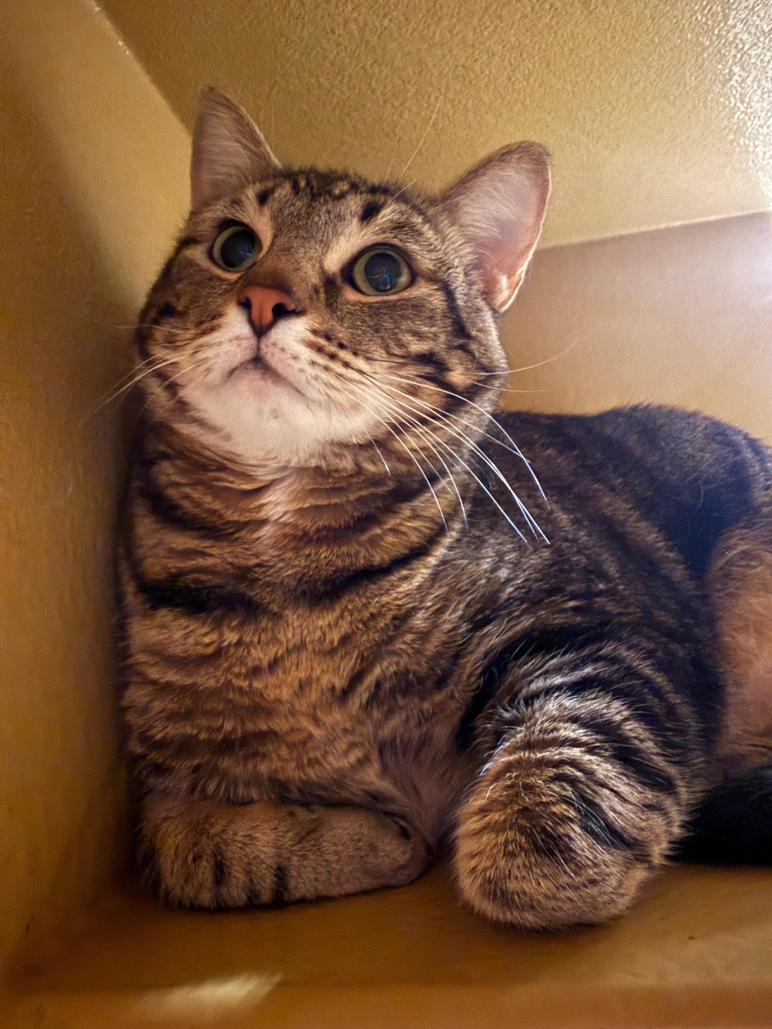 Enlarge Tiger, a Adoptable mixed breed in St George, UT image 1/2