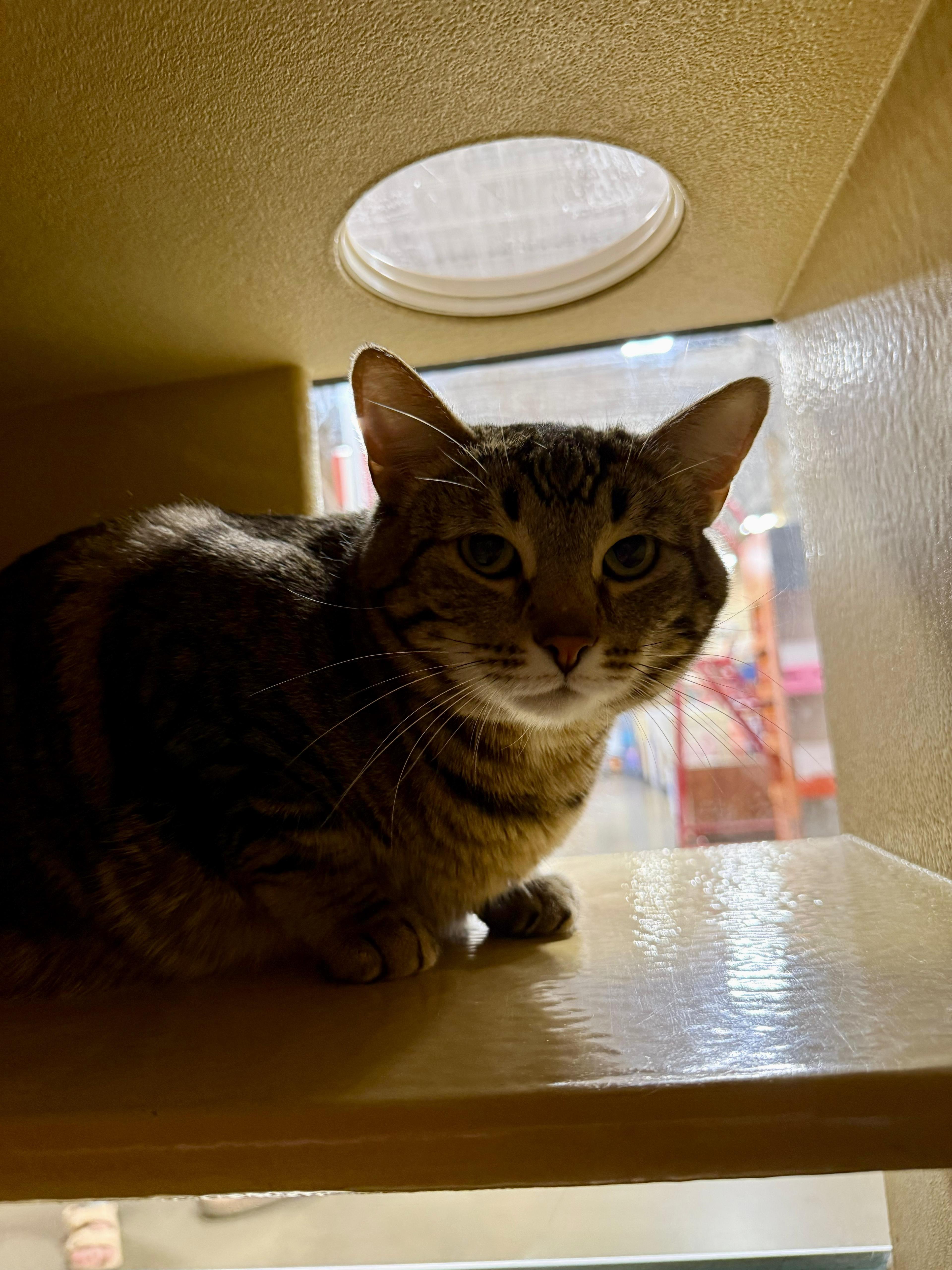 Enlarge Tiger, a Adoptable mixed breed in St George, UT image 2/2