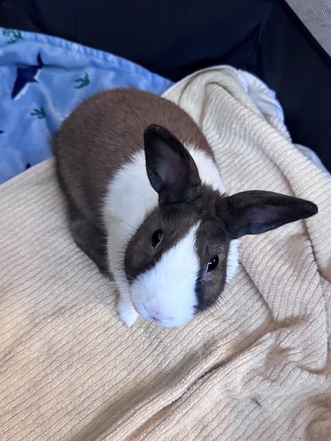 HENRY, Adoptable, Adult Male Bunny Rabbit.
