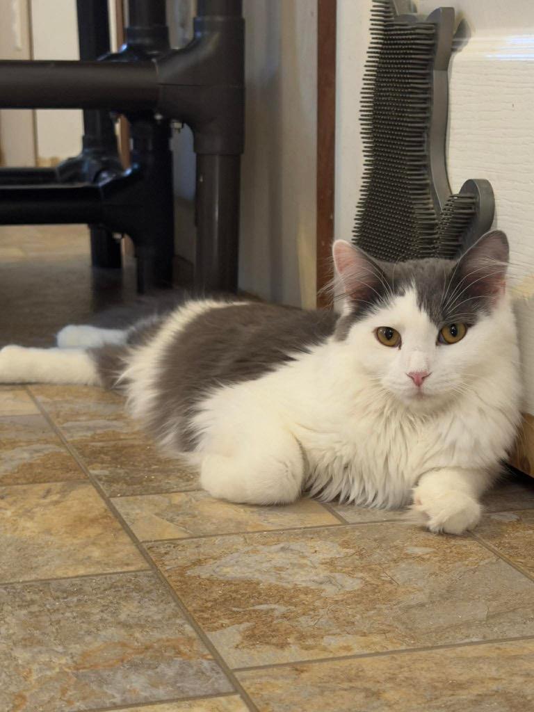 Enlarge Scotty, a Adoptable mixed breed in Parsons, WV image 1/2