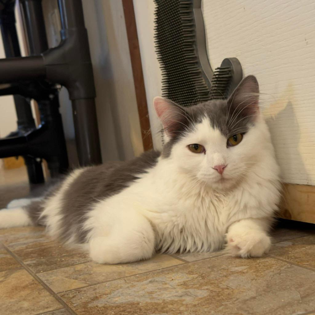 Enlarge Scotty, a Adoptable mixed breed in Parsons, WV image 2/2