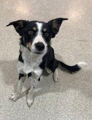 Wyatt Earp, an adopted mixed breed in Lead, SD image 2/5