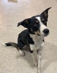 Wyatt Earp, an adopted mixed breed in Lead, SD image 3/5