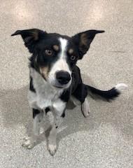 Wyatt Earp, an adopted mixed breed in Lead, SD image 4/5