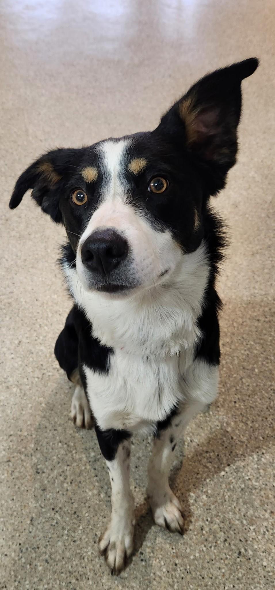 Wyatt Earp, an adopted mixed breed in Lead, SD image 5/5