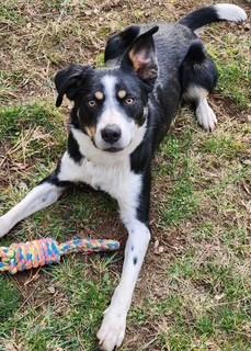Wyatt Earp, adopted, Adult Male Border Collie & Smooth Collie.
