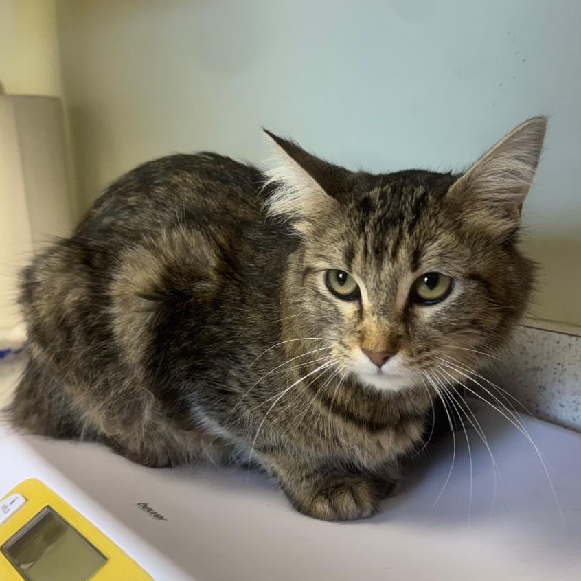 Enlarge Willow, a ADOPTABLE Domestic Medium Hair in Kansas City, KS image 1/1