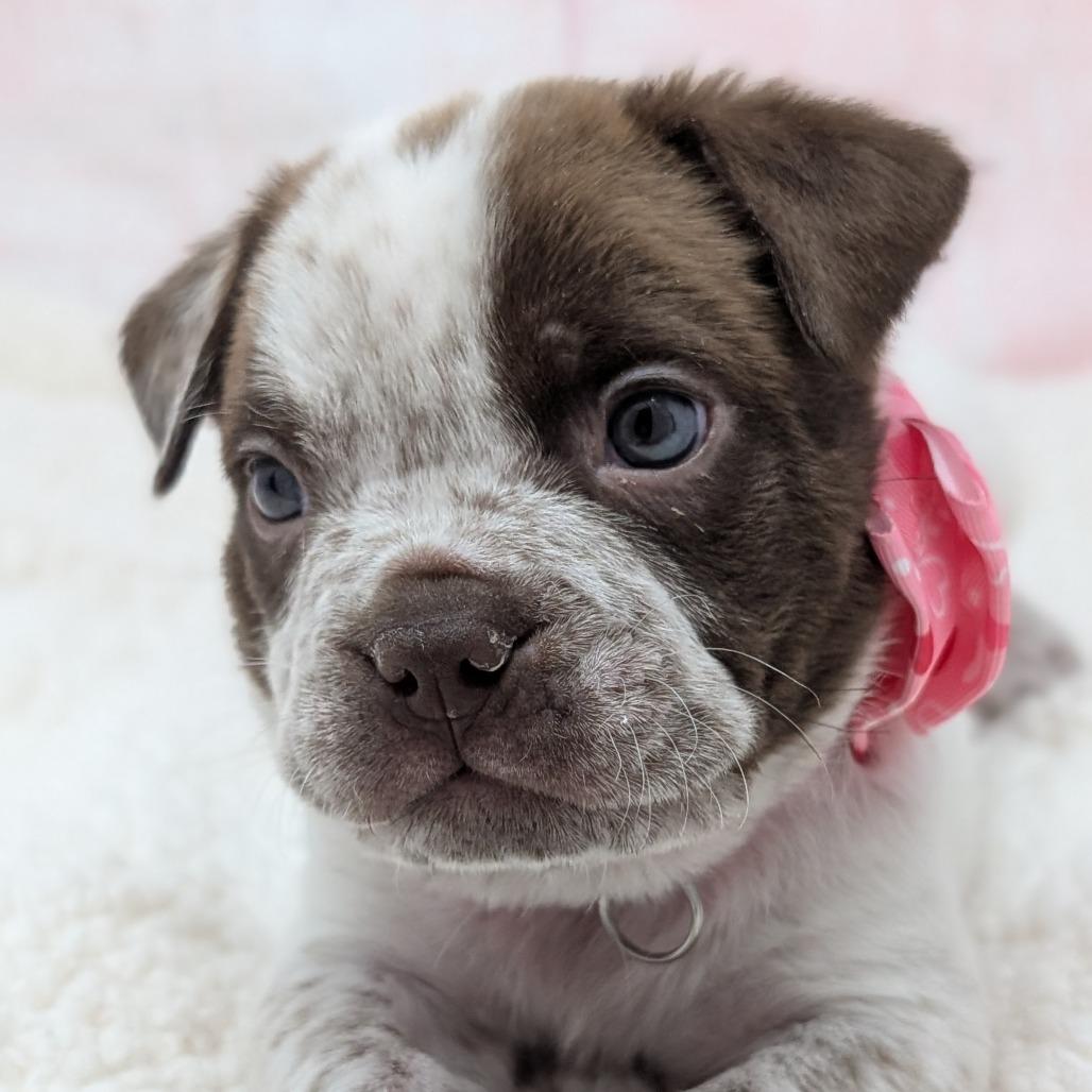 Romeo, Adoptable, Puppy Male Pit Bull Terrier & Boxer.