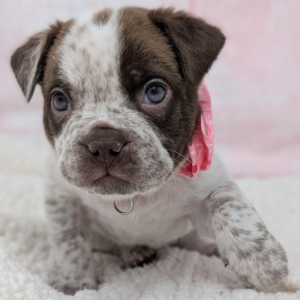 Enlarge Romeo, a Adoptable mixed breed in Durham, NC image 2/6
