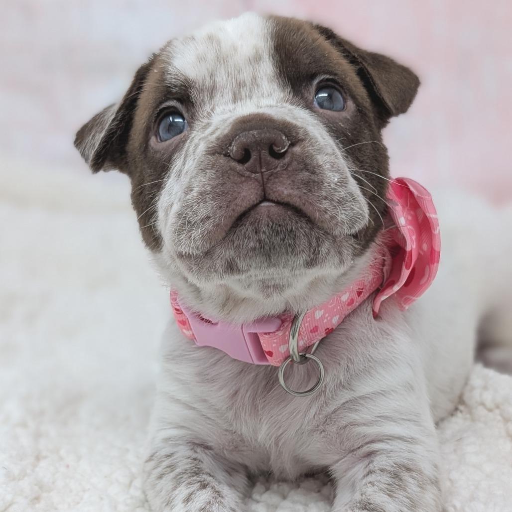Enlarge Romeo, a Adoptable mixed breed in Durham, NC image 3/6
