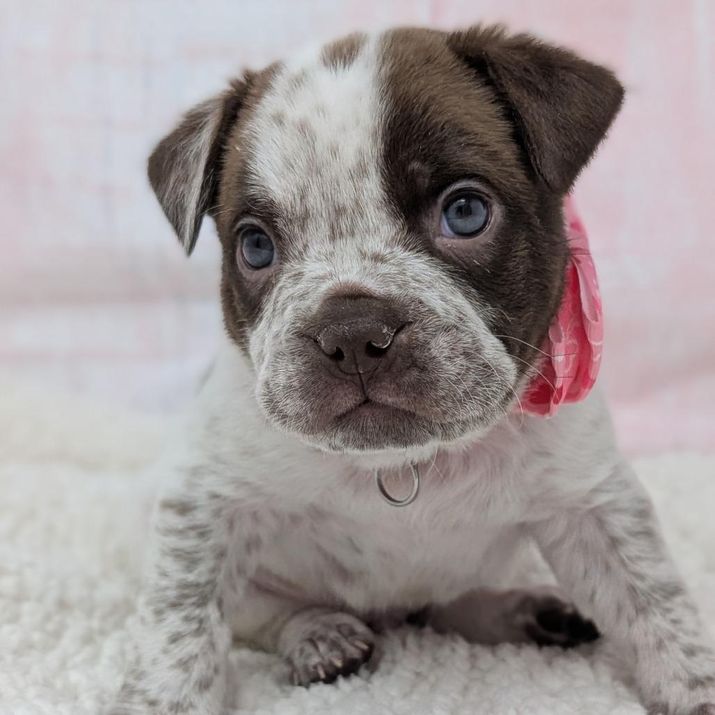 Enlarge Romeo, a Adoptable mixed breed in Durham, NC image 4/6