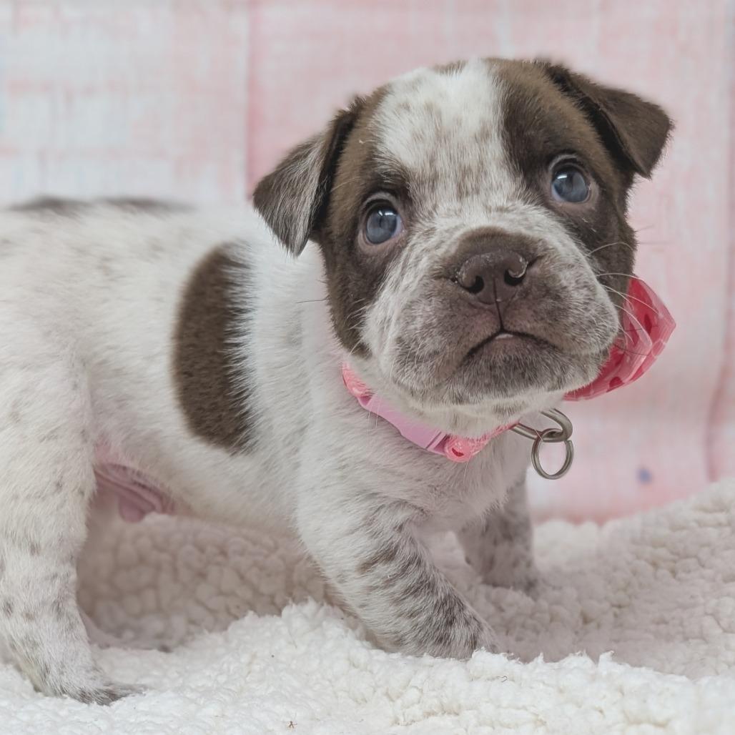 Enlarge Romeo, a Adoptable mixed breed in Durham, NC image 5/6