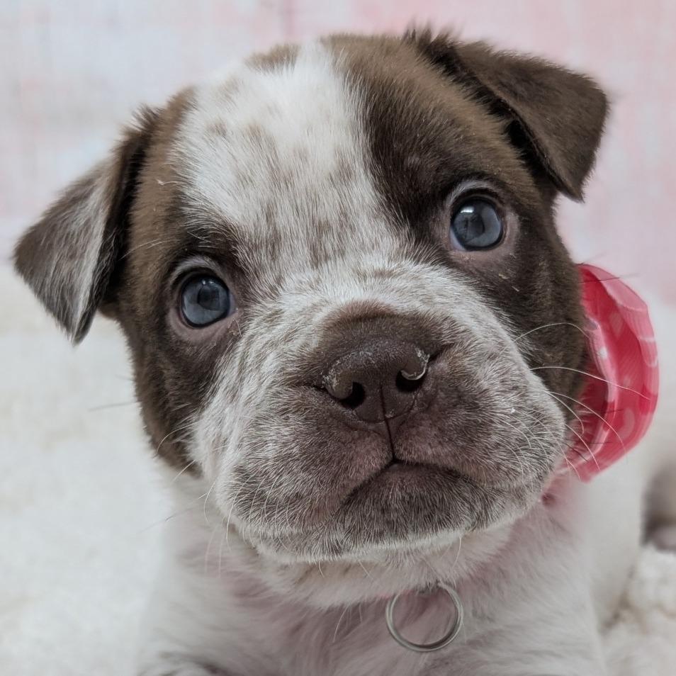Enlarge Romeo, a Adoptable mixed breed in Durham, NC image 6/6
