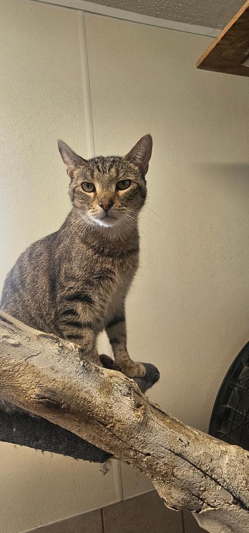 Enlarge SUNDAE, a Adoptable Domestic Short Hair in Du Quoin, IL image 1/1