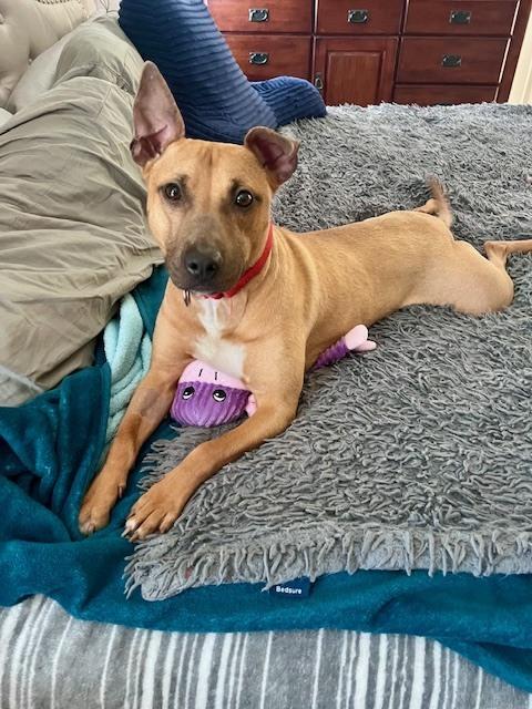 Vixen, Adoptable, Young Female Black Mouth Cur.
